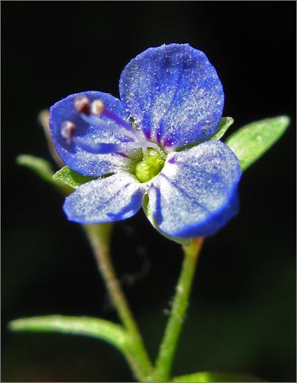 sm 3037 American Speedwell.jpg - American Speedwell (Veronica americana): Each flower on this native is only about 1/4" across yet the leaves were over 1" long.